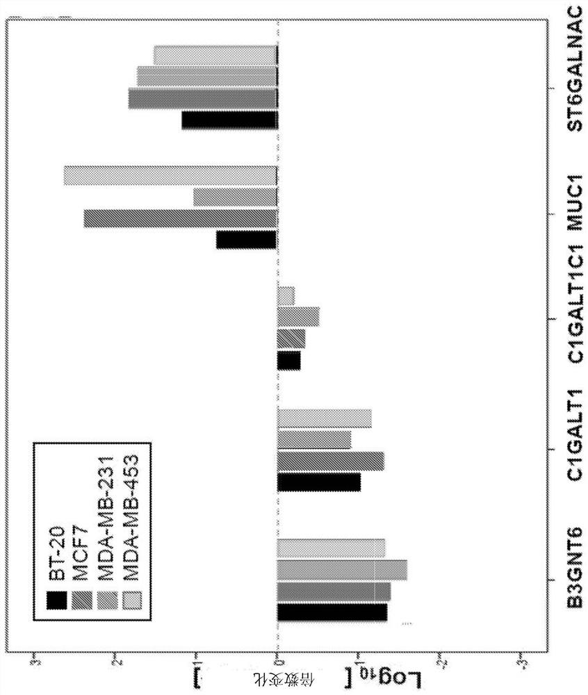 Tn-muc1 chimeric antigen receptor (CAR) t cell therapy