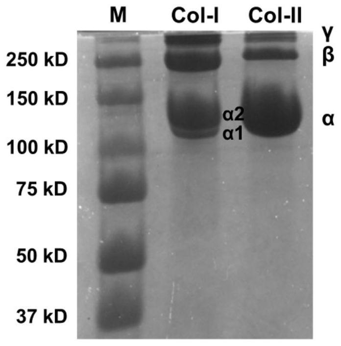 Preparation method of type II collagen hydrogel that induces chondrogenic differentiation of stem cells