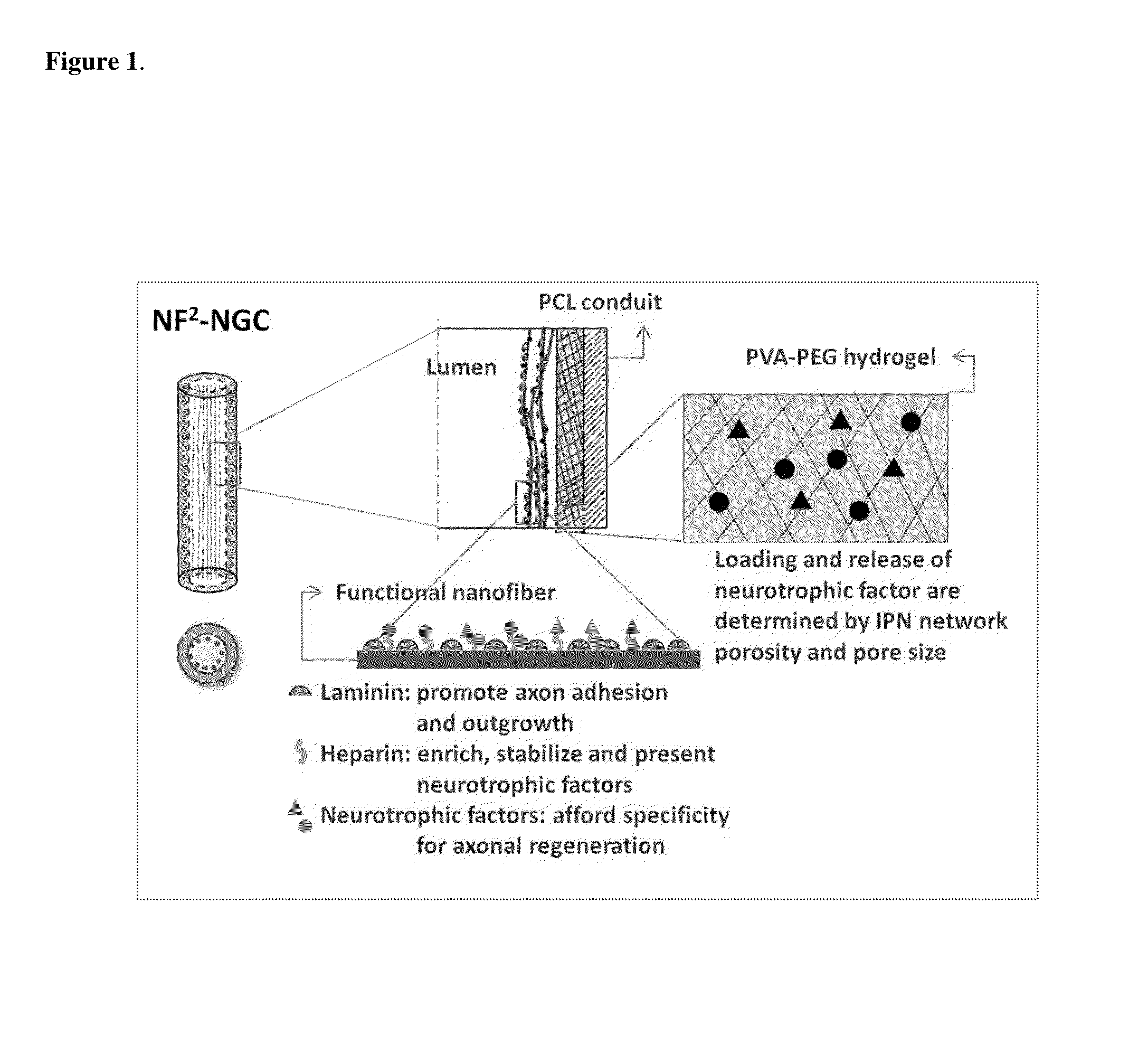 Biodegradable nerve guides