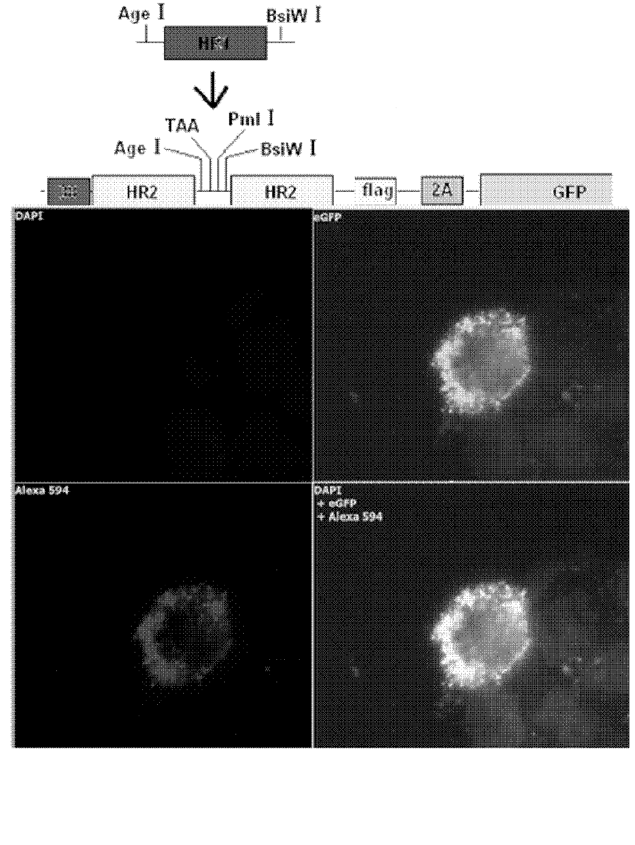 Small-ring type DNA (deoxyribonucleic acid) recombinant vector for blocking HIV (human immunodeficiency virus)-1 membrane fusion and application thereof