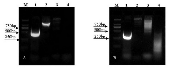 Flavanone 3',5'-hydroxylase gene and protein coded by same