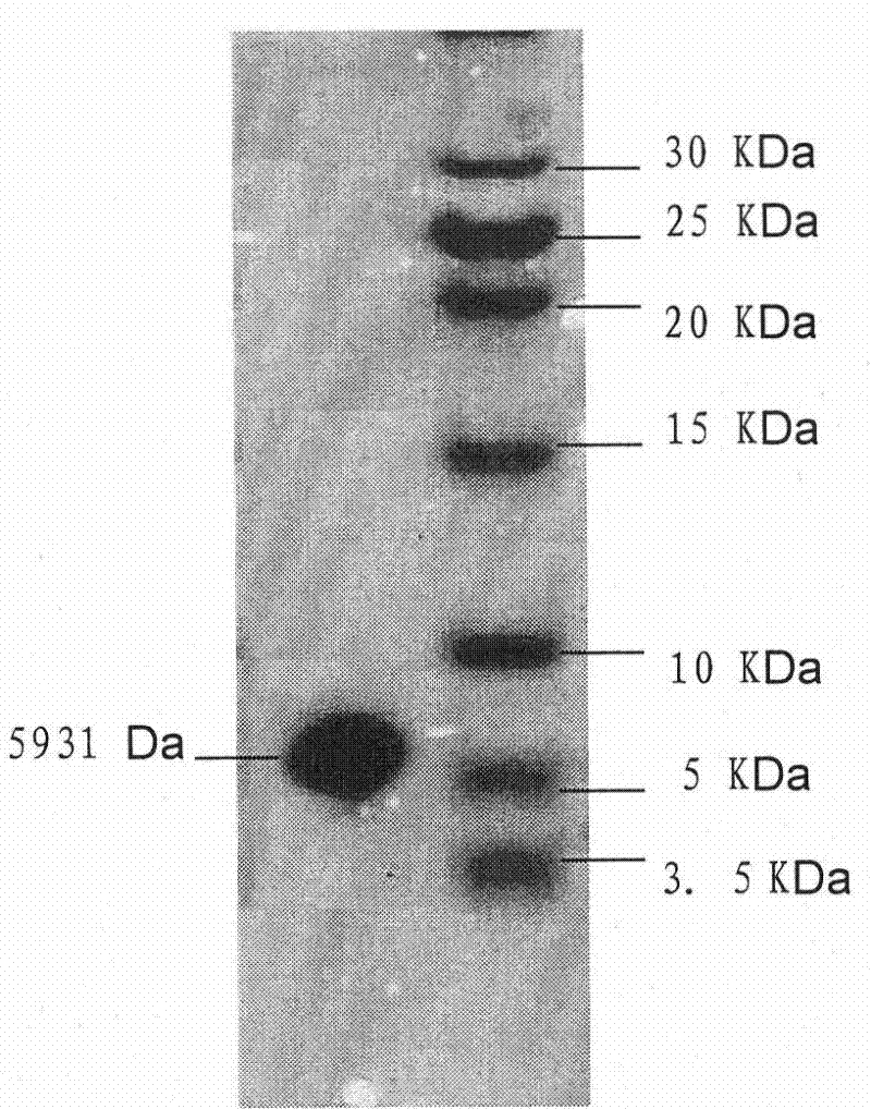 Application of ciona intestinalis linnaeus peptides