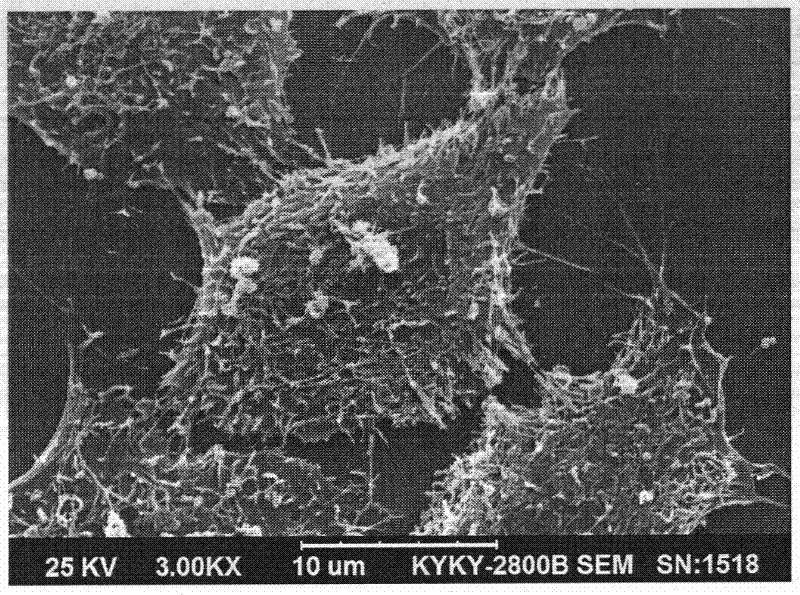 Application of ciona intestinalis linnaeus peptides