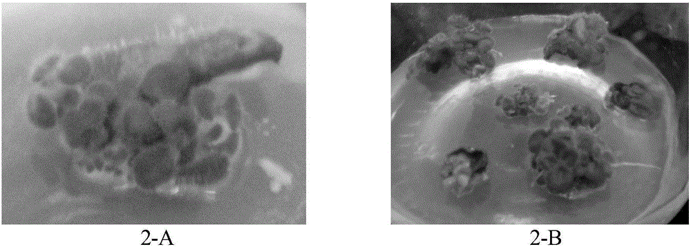 Tissue culture method for gesneriaceae plants