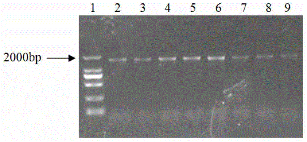 Shepherd's purse drug resistance-related molecular marker and detection kit thereof