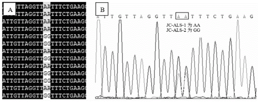 Shepherd's purse drug resistance-related molecular marker and detection kit thereof