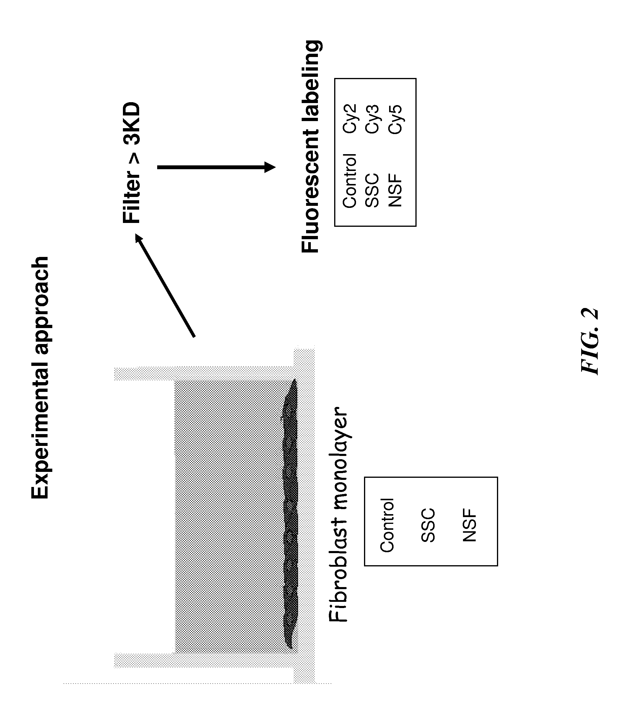 Biomarkers for early diagnosis of systemic tissue fibrosis