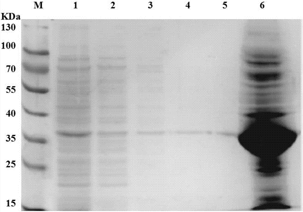 Indirect ELISA diagnostic kit for toxoplasmosis