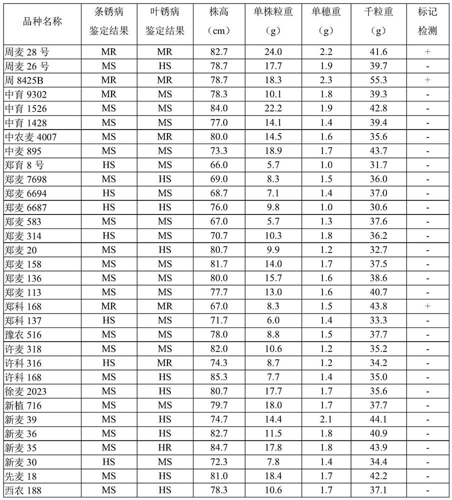 Molecular marker for detecting wheat backbone germplasm weekly 8425B specific chromosome segment and application of molecular marker