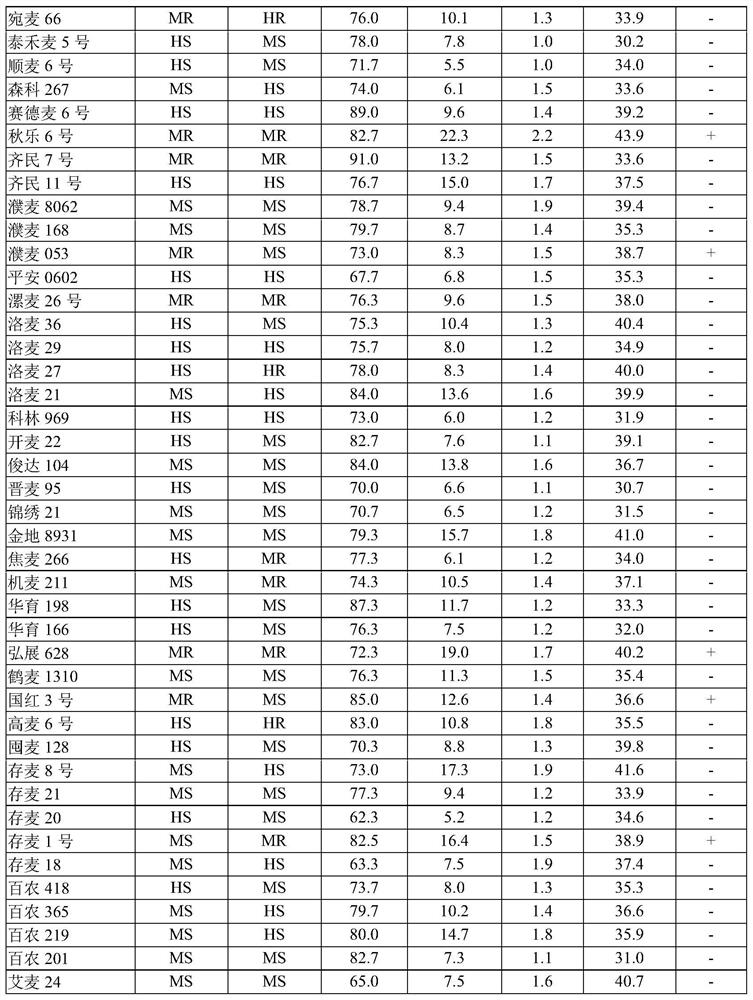 Molecular marker for detecting wheat backbone germplasm weekly 8425B specific chromosome segment and application of molecular marker