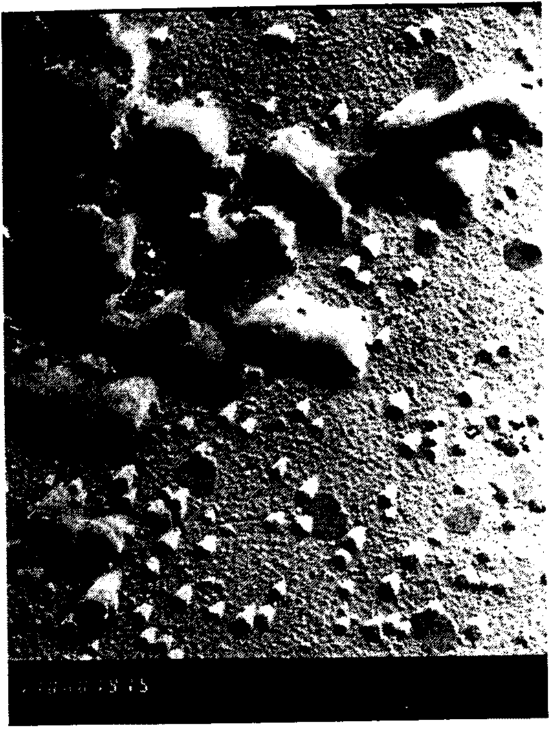 Cellulose decomposition compound bacteria system and method for carrying out co-culture on cellulose decomposition compound bacteria system and sulfate reducing bacteria