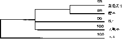 Maternal genetic marker for identification of domestic cattle of bos and identification method and application thereof