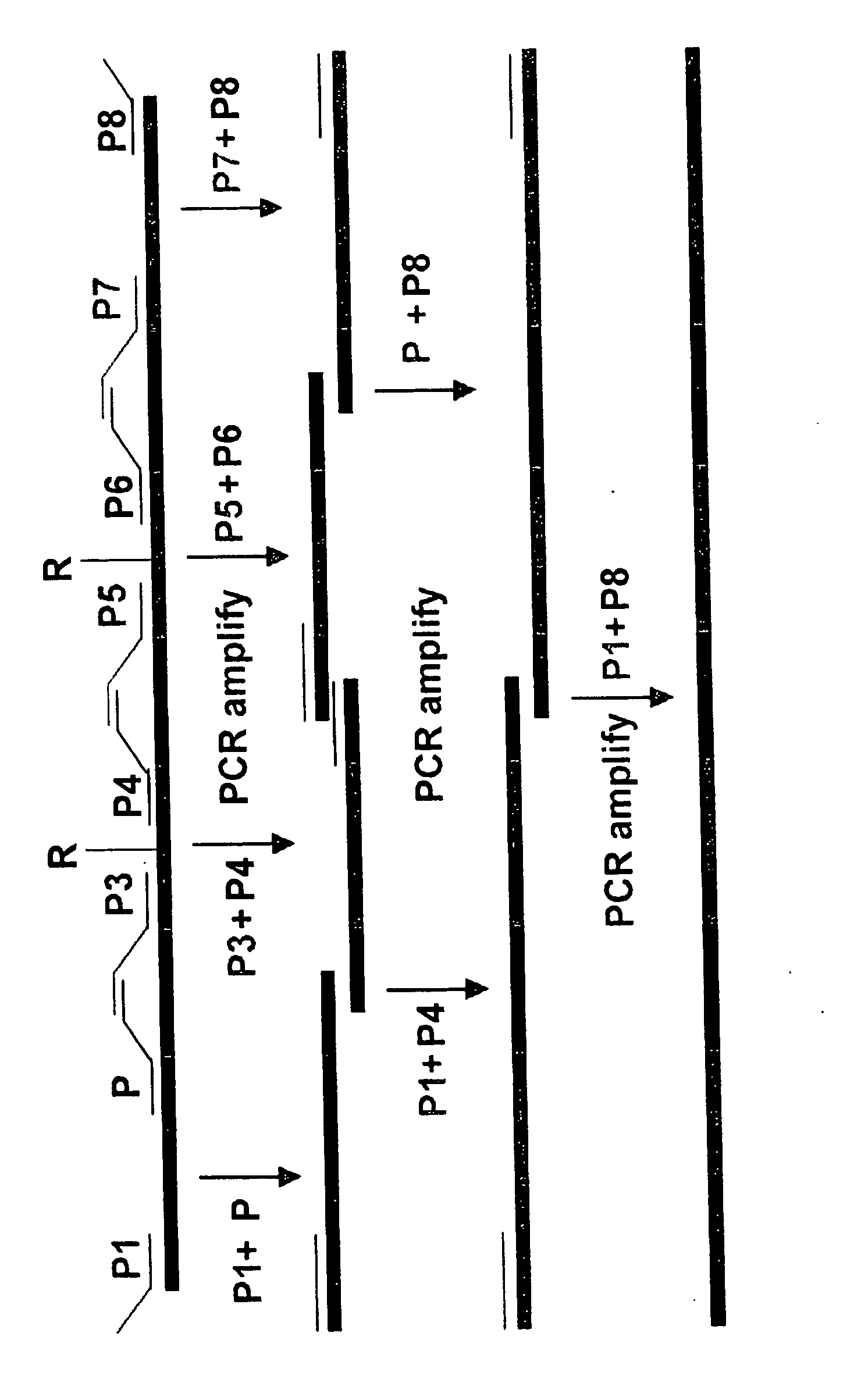 Immunoglobulin construct containing anti-mucin variable domain sequences for eliciting an anti-idiotype anti-tumor response