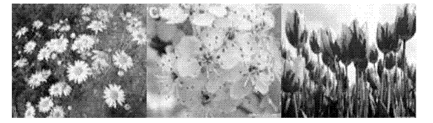 Image super-resolution reconstruction method based on multitask KSVD (K singular value decomposition) dictionary learning