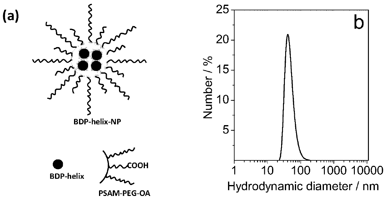 Application of near-infrared weightless atom Bodipy to photodynamic therapy of metastatic tumor and upconversion