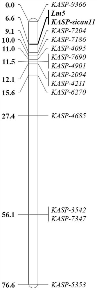 Co-segregated kasp molecular marker of wheat spotted leaf gene lm5 and its application