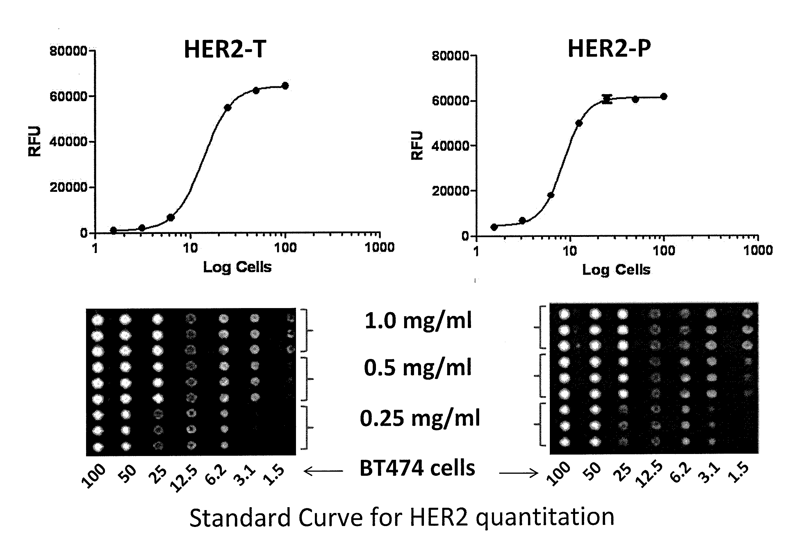 Drug selection for cancer therapy by profiling signal transduction proteins in ascites or pleural efflux samples