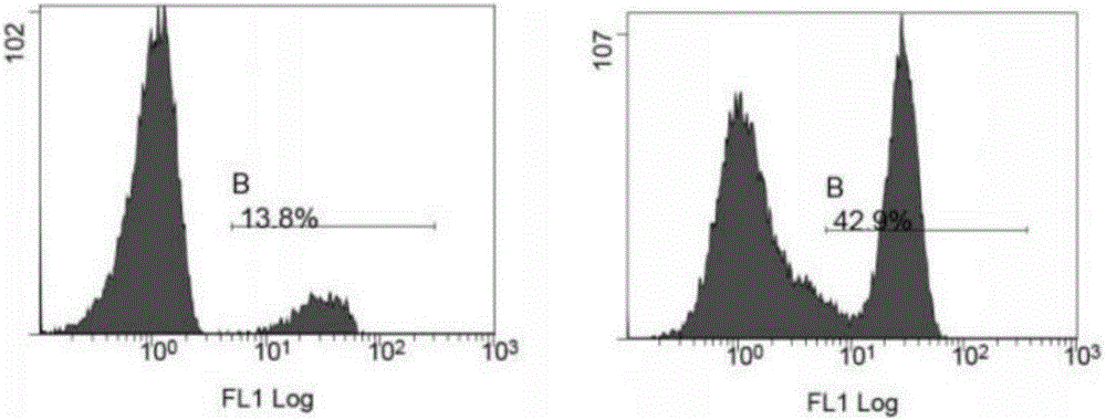 Recombinant CAR gene and carrier, CAR-T cell and application thereof