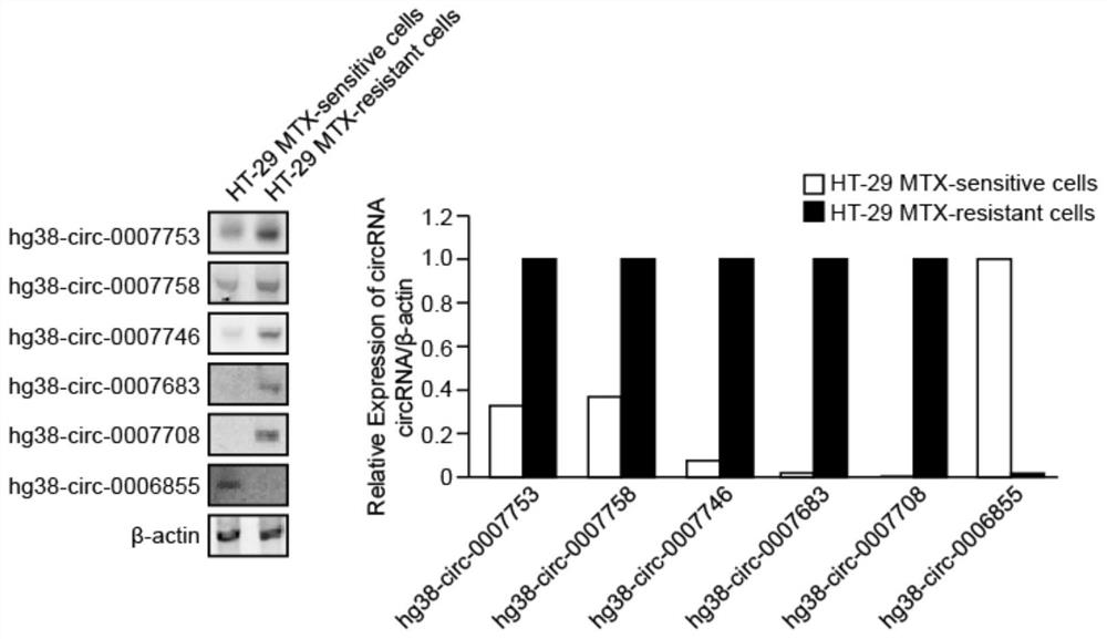 CircRNAs associated with mtx drug resistance of tumor cells and their application in reversing mtx drug resistance of tumor cells