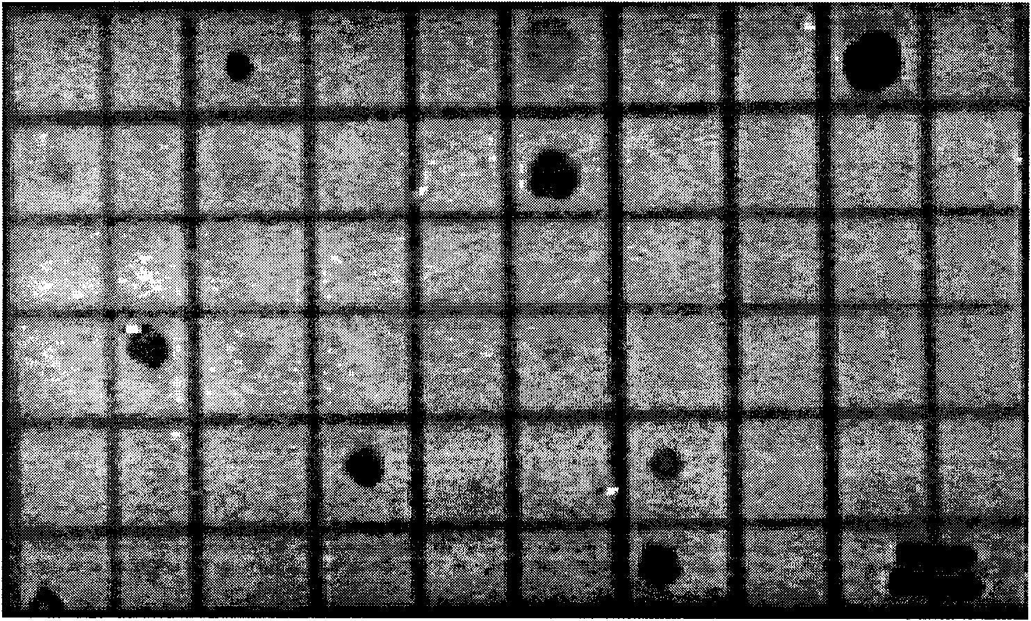 Oligonucleotide microarray technique for detecting pathogen contamination in seawater