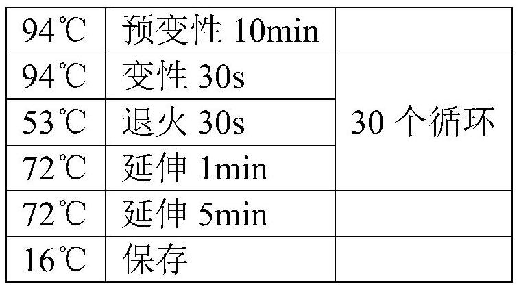 Recombinant Saccharomyces cerevisiae strain and its preparation method and application