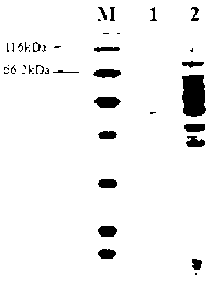 Preparation method for single-chain antibody based on hybridoma cell