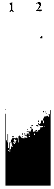 Preparation method for single-chain antibody based on hybridoma cell