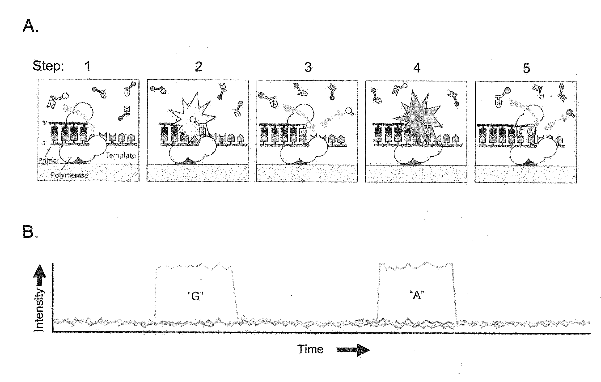 Classification of nucleic acid templates