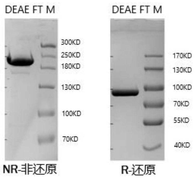 Bispecific antibodies against cd20 and cd3 and their uses