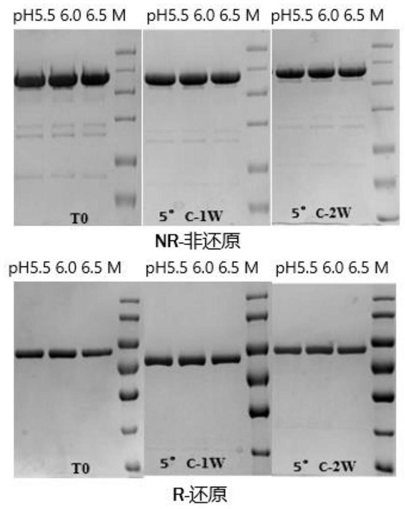 Bispecific antibodies against cd20 and cd3 and their uses