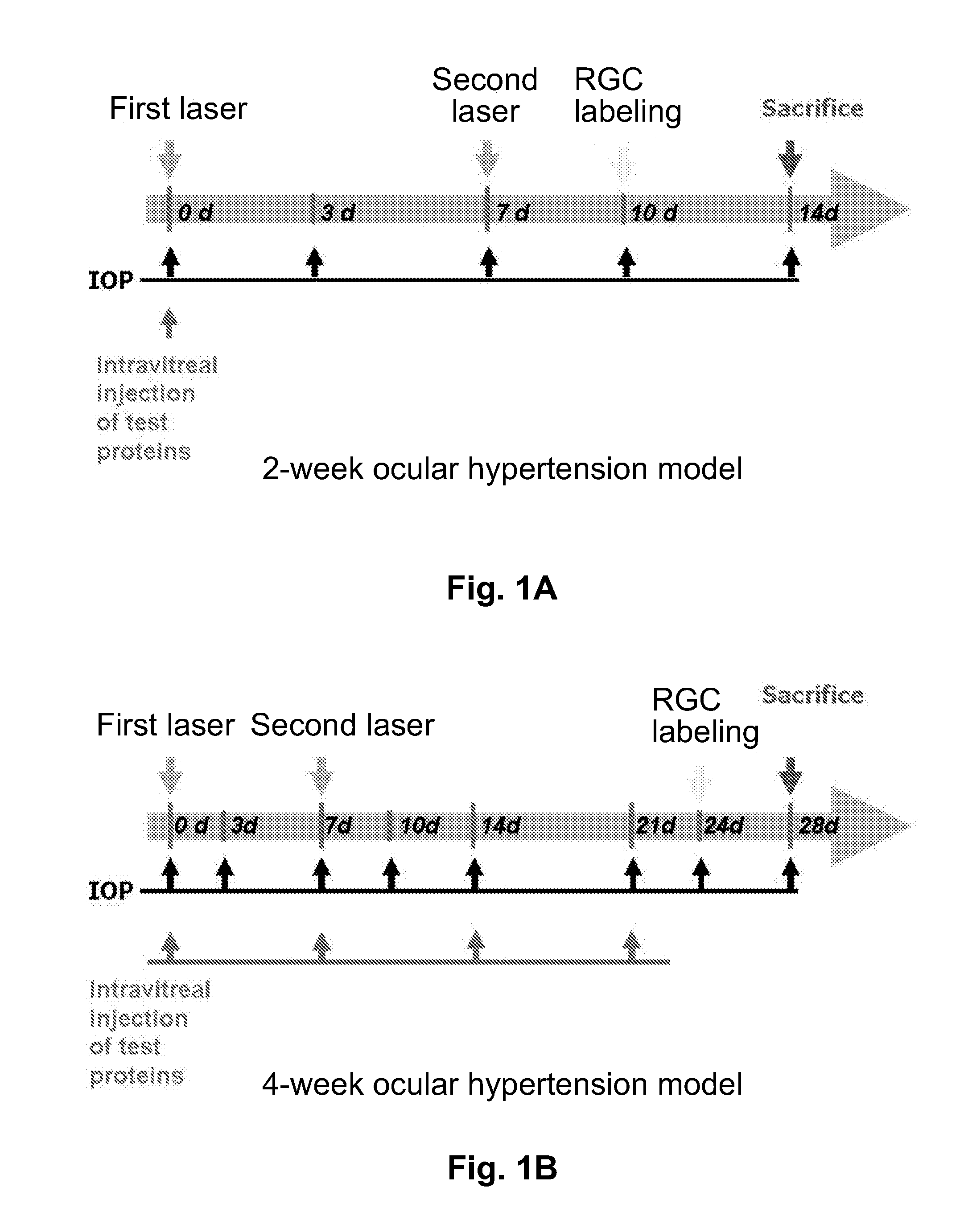 Methods for Treating Pressure Induced Optic Neuropathy, Preventing Neuronal Degeneration and Promoting Neuronal Cell Survival Via Administration of Lingo-1 Antagonists and TrkB Agonists