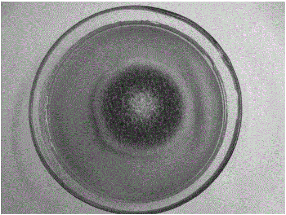 Separation/purification and pathogenicity identification method for pathogenic bacteria of fusarium root rot of Medicago sativa