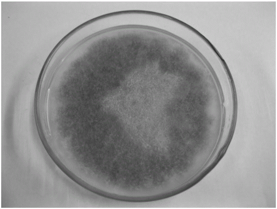 Separation/purification and pathogenicity identification method for pathogenic bacteria of fusarium root rot of Medicago sativa