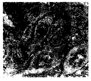 Cell micro-imaging method, image processing method and imaging analysis system