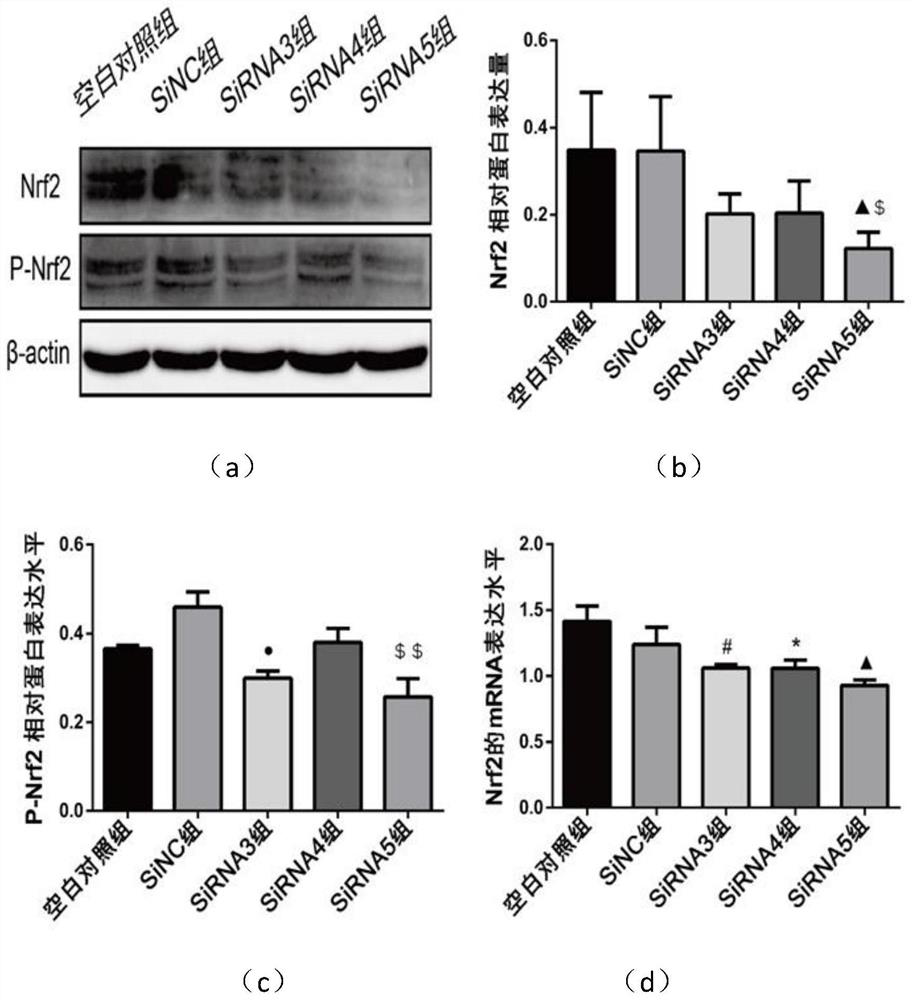 Use of lycium barbarum polysaccharides in preparation of medicines for dilatating thoracic aorta