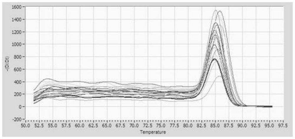 Use of lycium barbarum polysaccharides in preparation of medicines for dilatating thoracic aorta