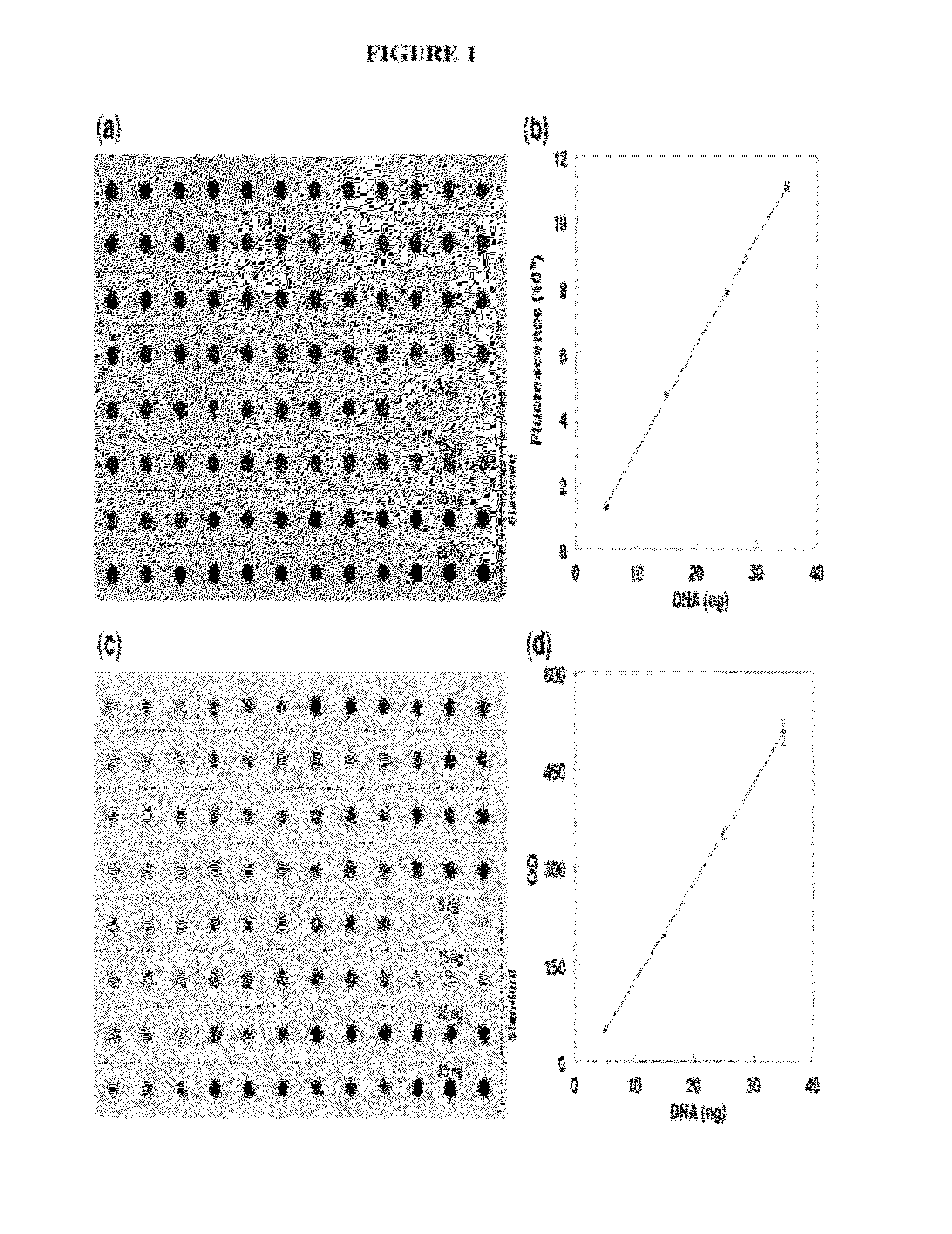 Method of Measuring Telomere Length