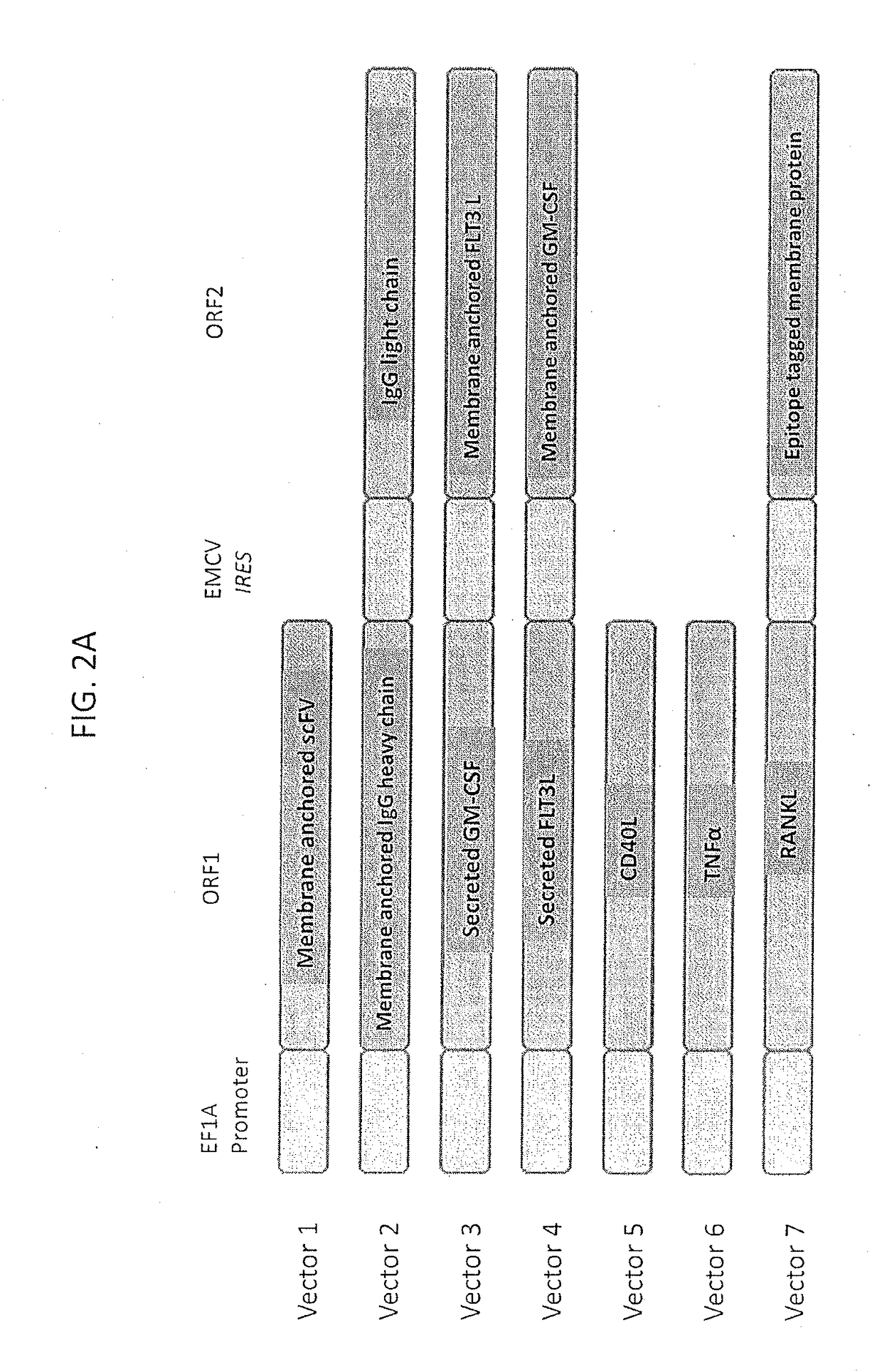 Allogenic tumor cell vaccine