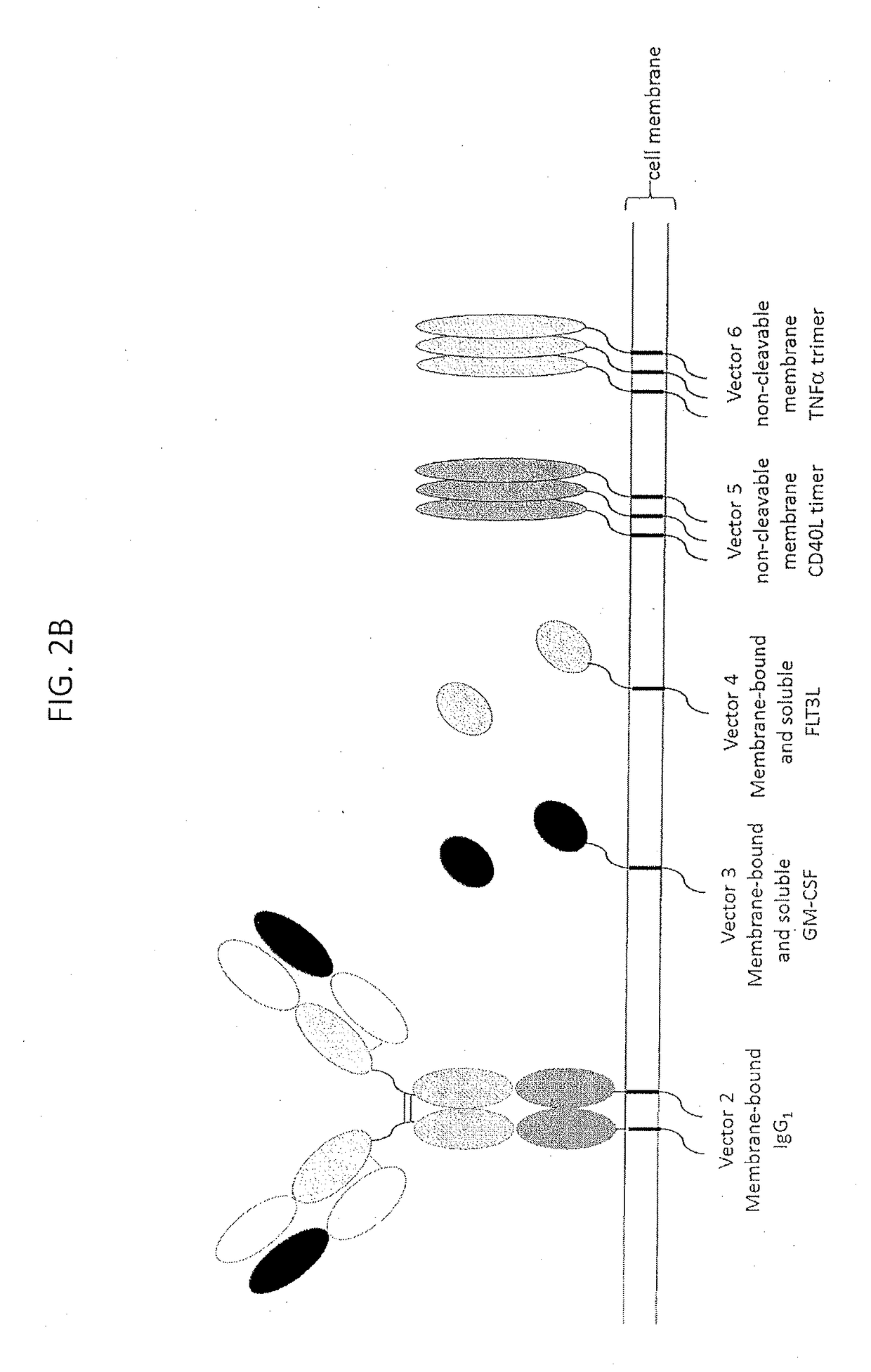 Allogenic tumor cell vaccine