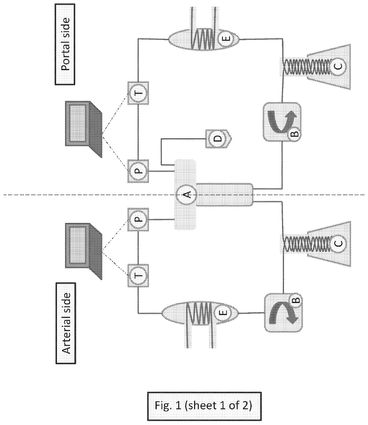 Methods for preventing graft ischemia reperfusion injury during ex vivo machine perfusion preservation