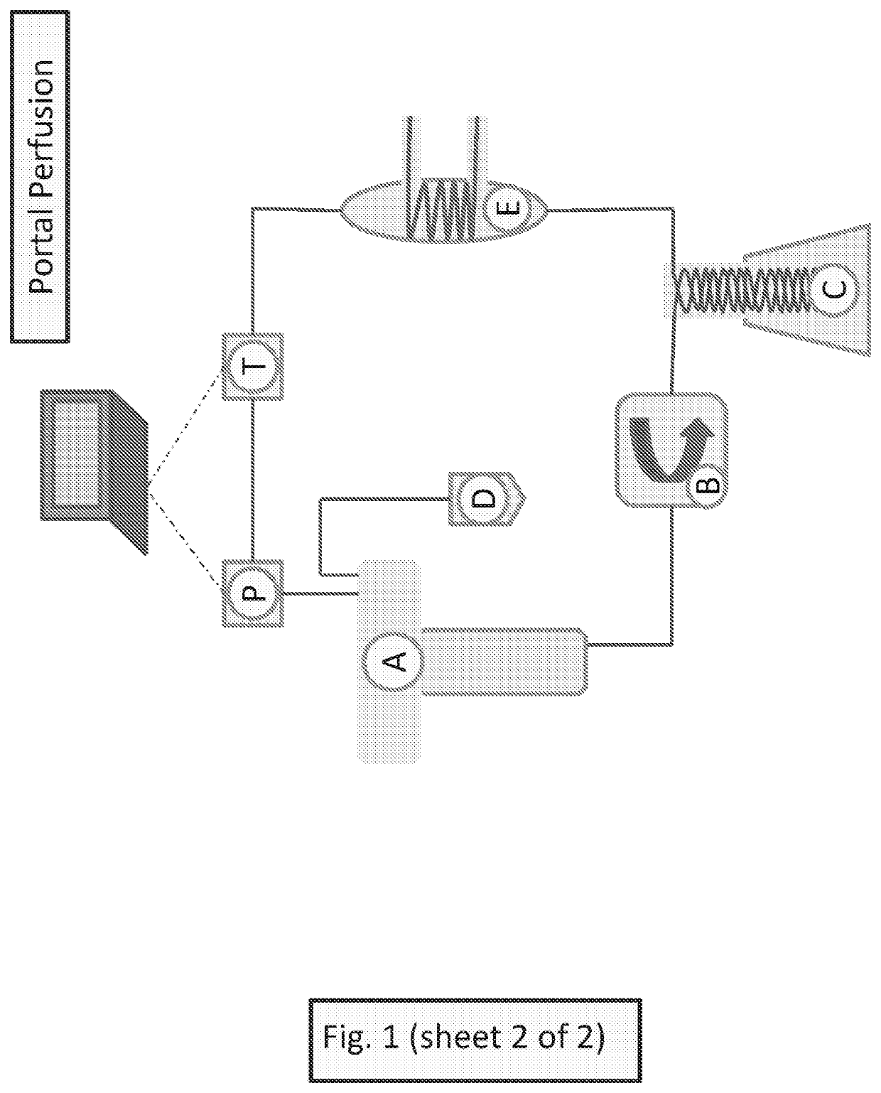 Methods for preventing graft ischemia reperfusion injury during ex vivo machine perfusion preservation