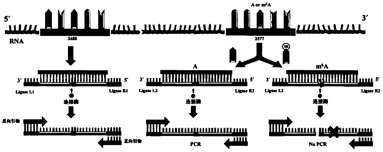 T3DNA ligase and T4RNA ligase 2 detect n  <sup>6</sup> Application of methyladenine