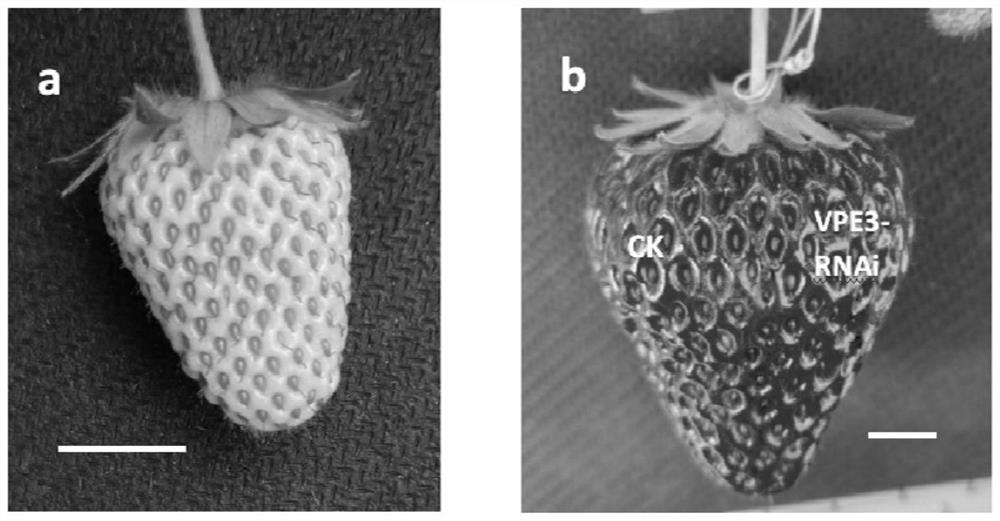 Strawberry vacuolar processing enzyme encoding gene favpe3 and its application