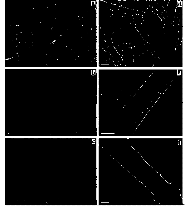 Preparation method of hydrophilic magnetic halloysite surface molecularly-imprinted nano composite material