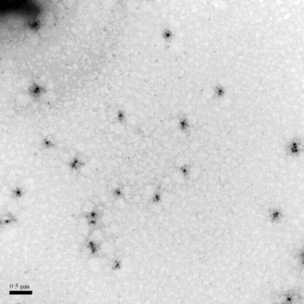 Compound apigenin nanoemulsion antihypertensive drug