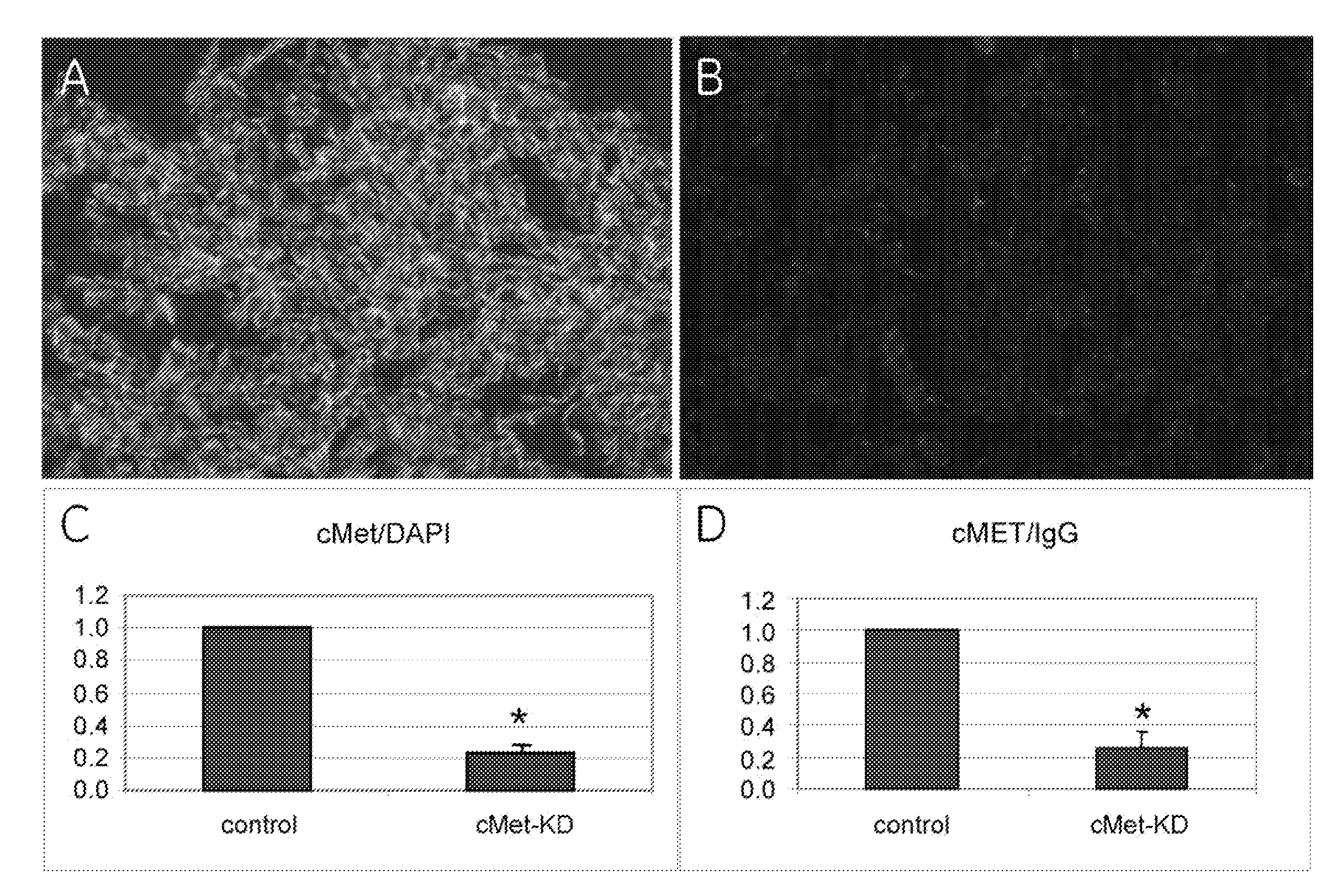 System and methods for analyzing images of tissue samples