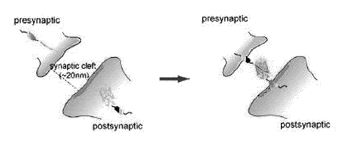 Method and system for mapping synaptic connectivity using light microscopy