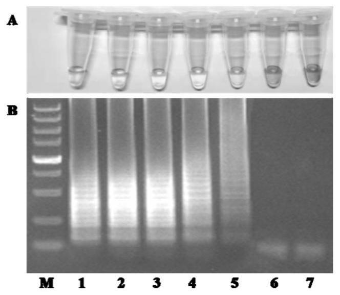 RT-LAMP primer set and kit for detecting bluetongue virus, epizootic haemorrhagic disease virus and Palyam virus