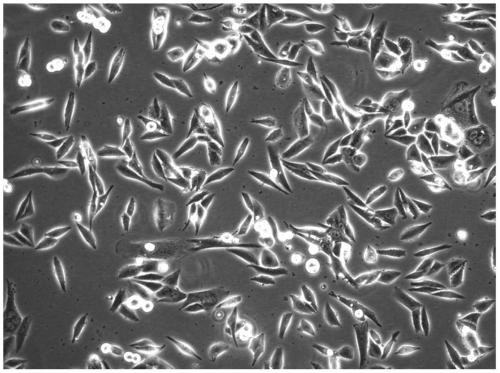 A human gastric cancer cell line with 5-fluorouracil resistance and its establishment method and application