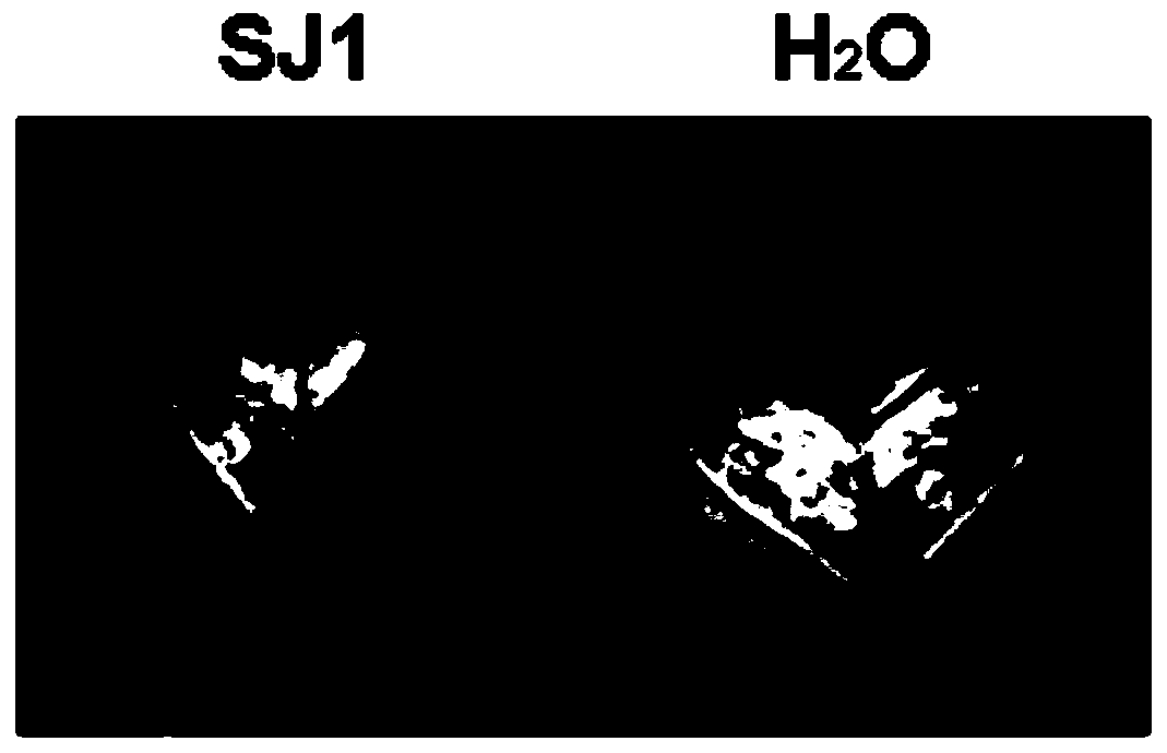 Application of fermented extract of sea-buckthorn endophyticfungi strain SJ1